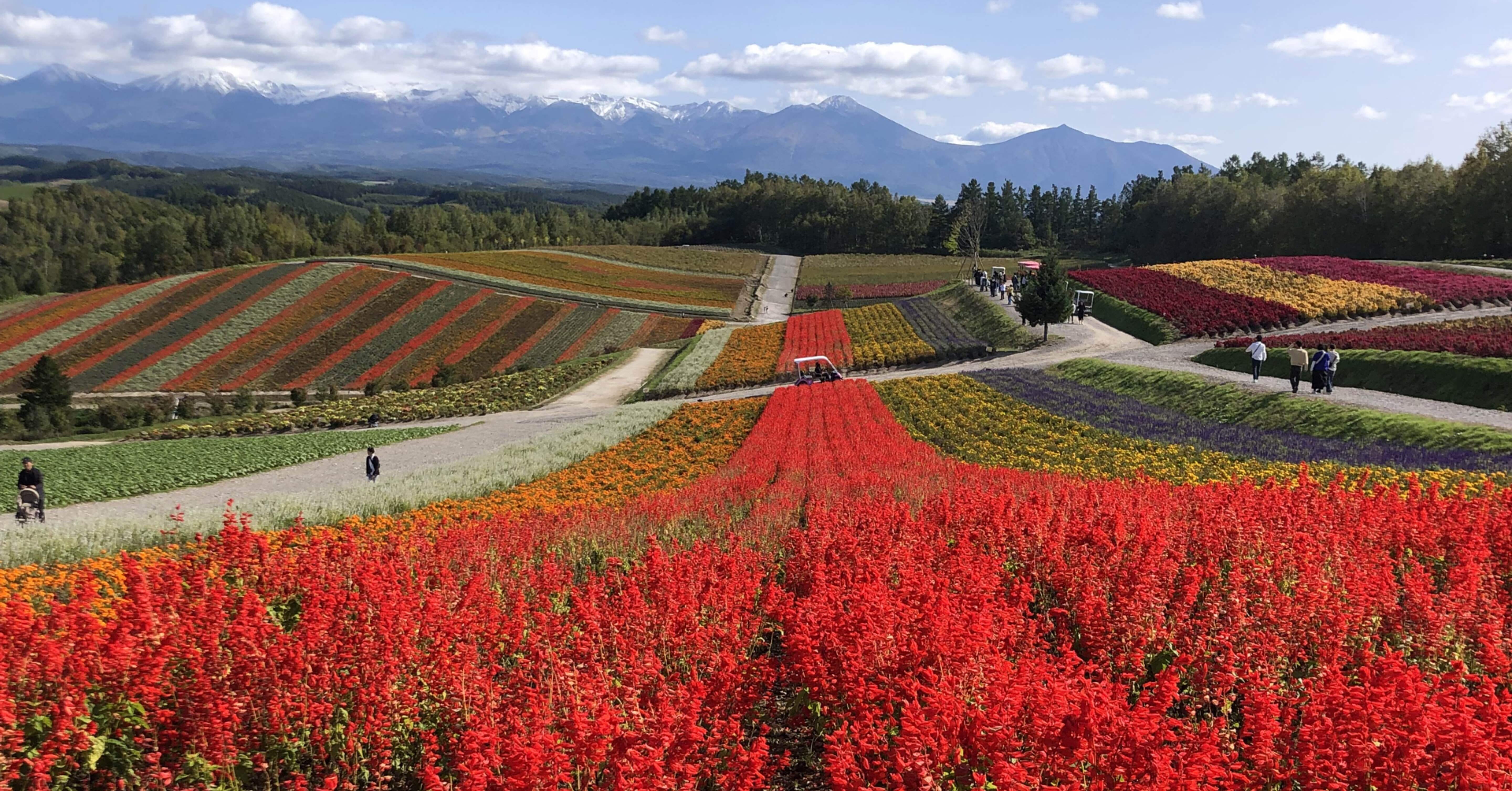 10月の美瑛〜富良野〜旭川〜東川町の2泊3日の旅｜旅好き