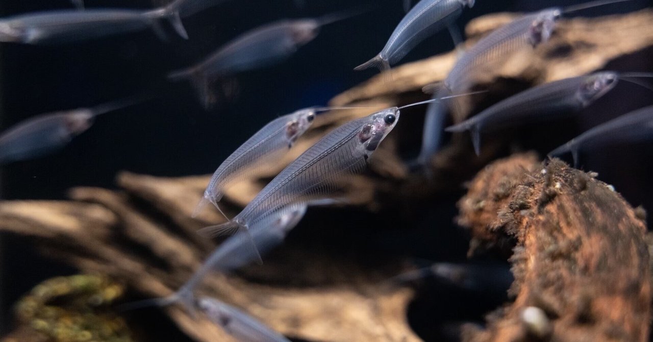 古代魚　巨大　化石　博物館級 間違いなく「過去一」のサイズと保存状態を誇る、博物館級の