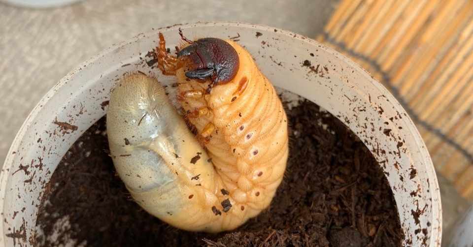 カブトムシ子育て日記 カブトムシの幼虫 蛹 さなぎ になる たけひと Note