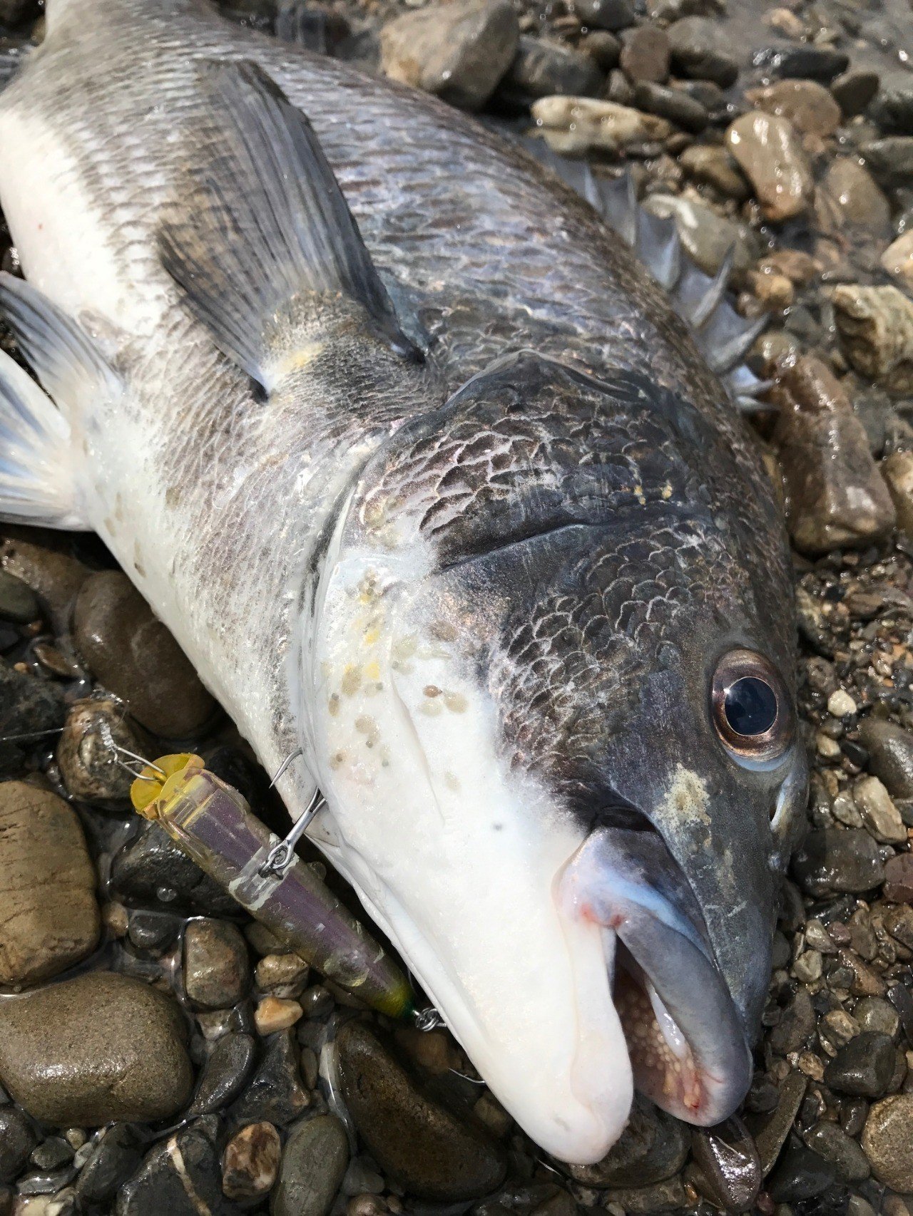 水面炸裂 チヌのトップウォータープラッキング 伊勢湾内を例に カリスマ アフロ Note