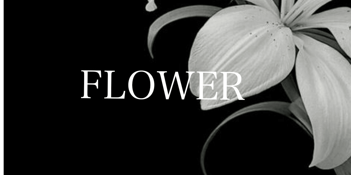 FLOWER｜note