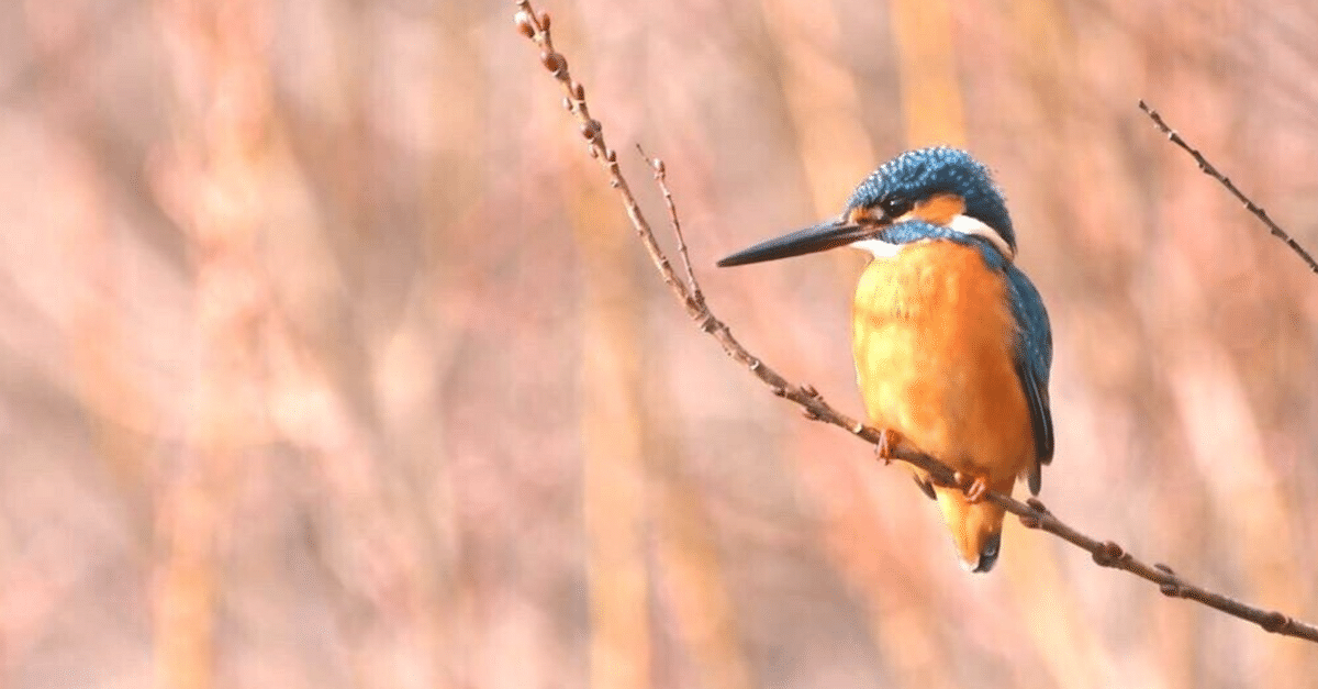 題名　カワセミ カワセミ – BIRD FAN （日本野鳥の会）
