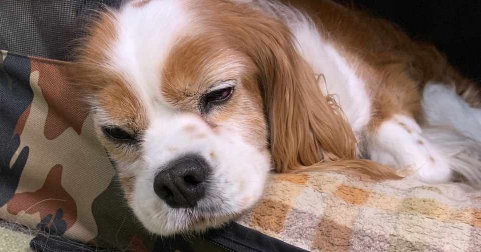 ふりだしにもどる かまちゃん Note