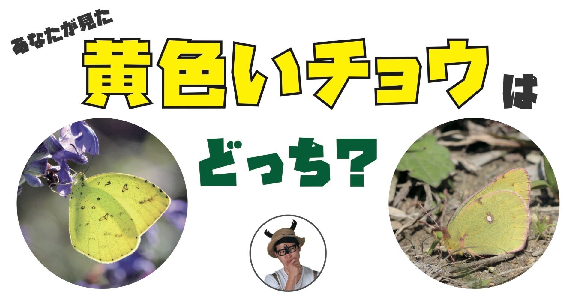 そのへんでよく見る“黄色いチョウ”｜竜洋昆虫自然観察公園