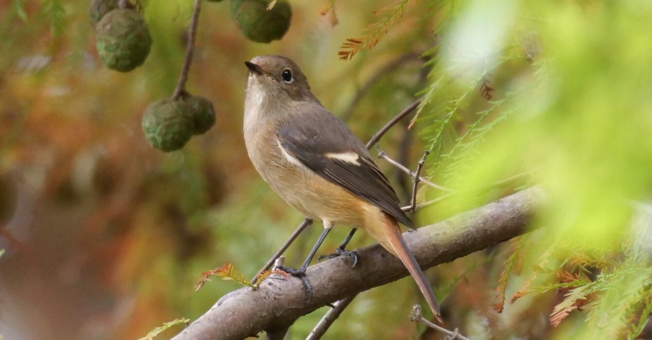 野鳥が好きです!#81「ベンケイヤマガラさん再び、お帰り