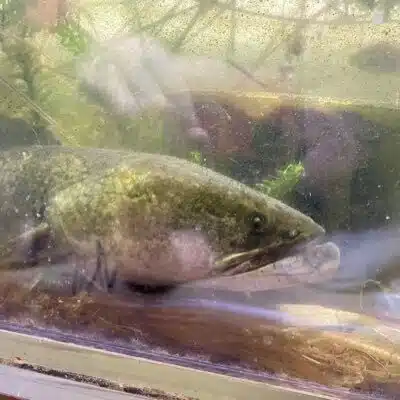 虫歯天使