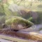 虫歯天使