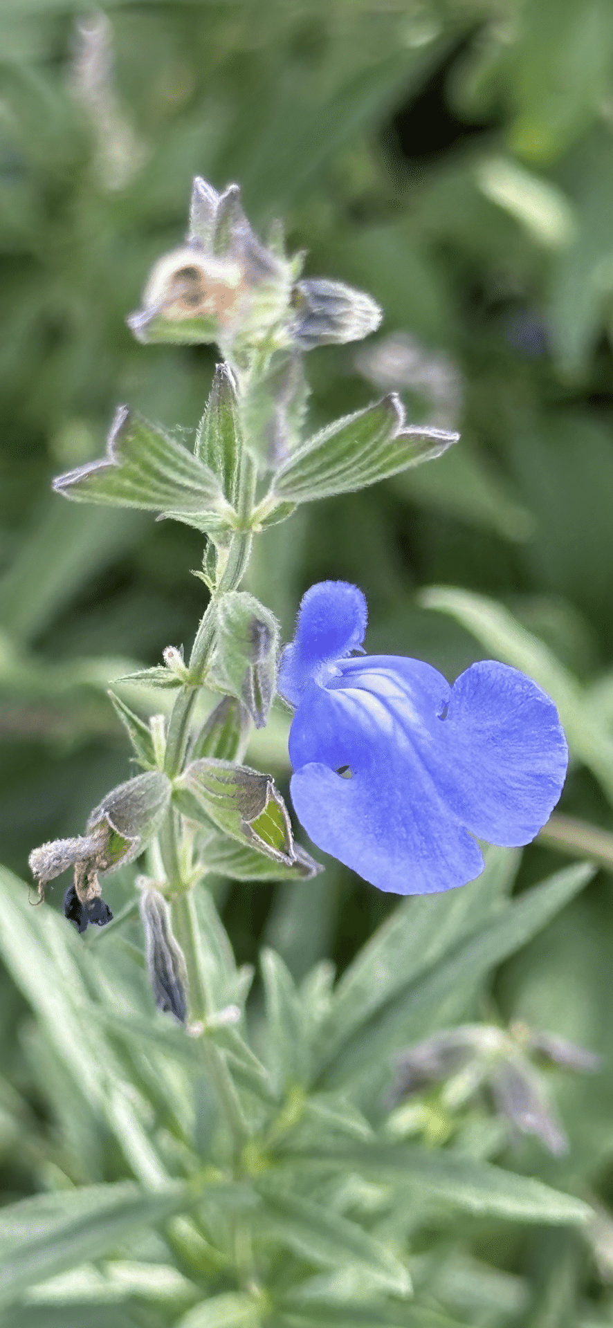 SALVIA AZUREA｜EGGSEED