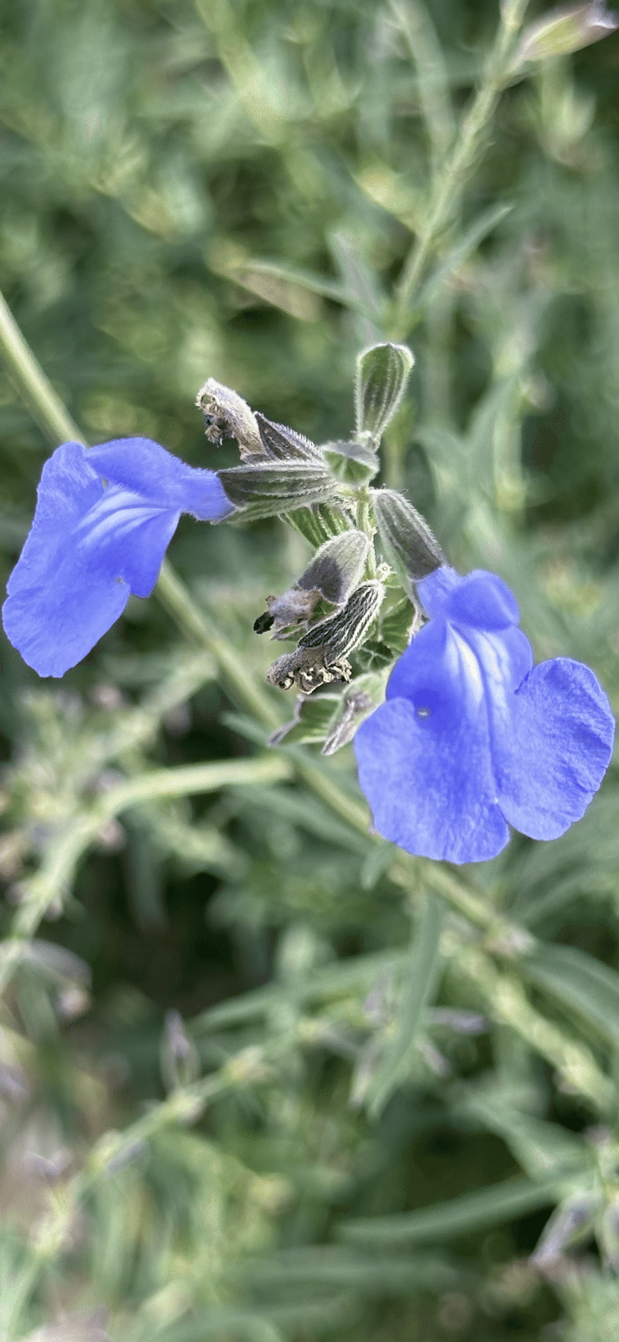 SALVIA AZUREA｜EGGSEED