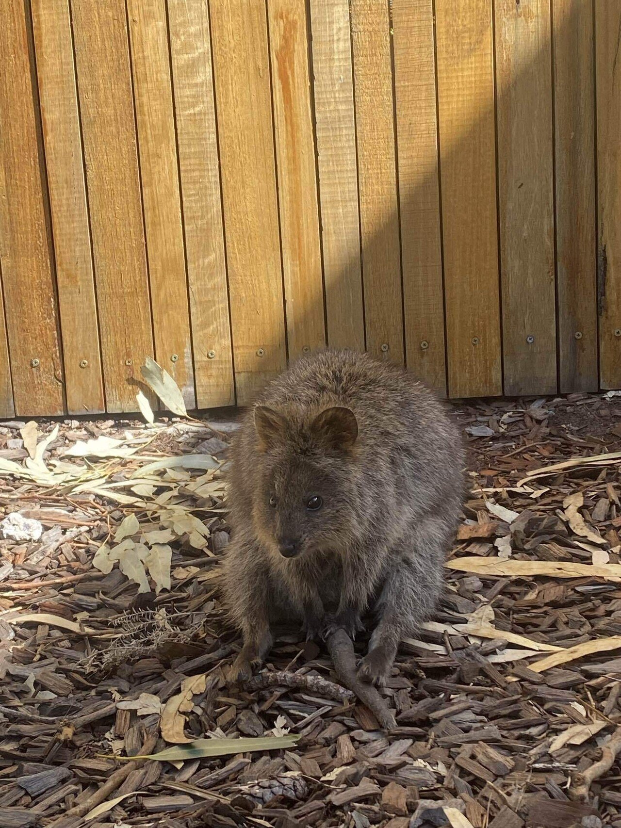 海外旅行記￤オーストラリア・パース #02】世界一幸せな動物に会いに