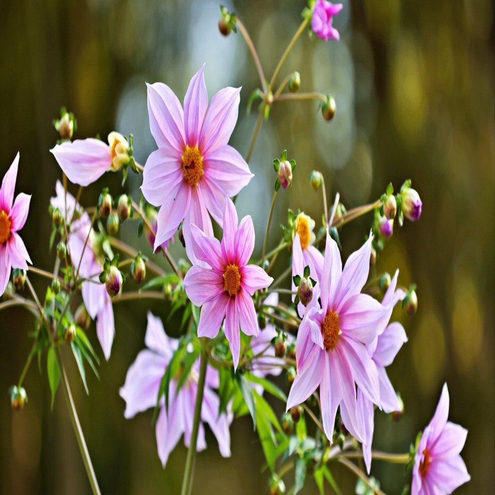 唐銀製花鳥文四曲長杯 唐銀製花鳥文四曲長杯