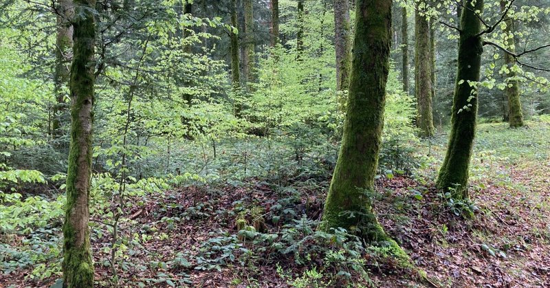 「研究者は自分の垣根を超えて交流しなければならない」　—世界の森林生態学者・藤森隆郎さんと11年ぶりの再会