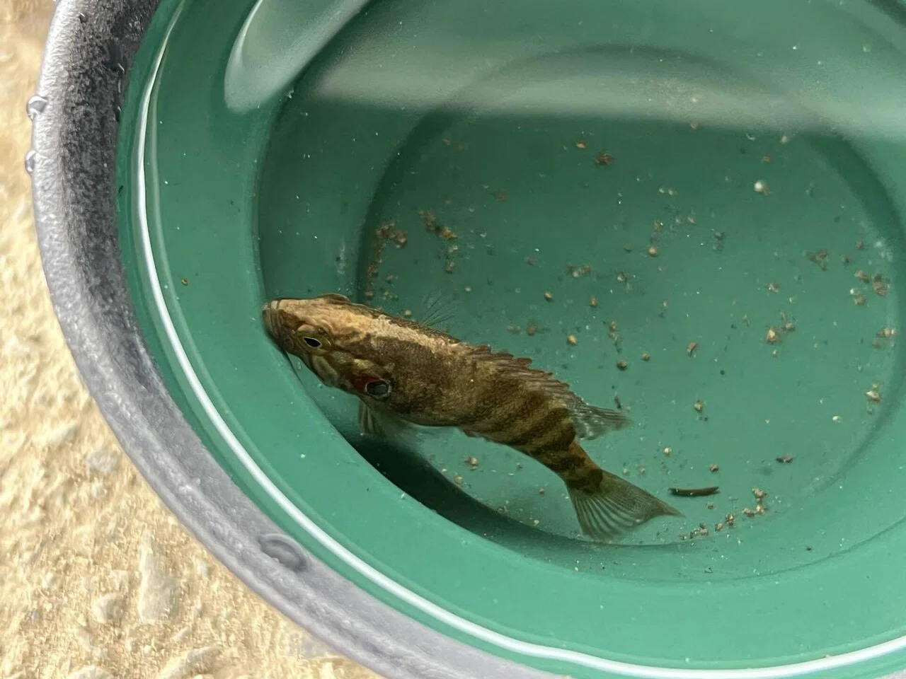 関東に淡水珍魚を求めて#4〜トウキョウのオヤニラミ〜｜GAKU
