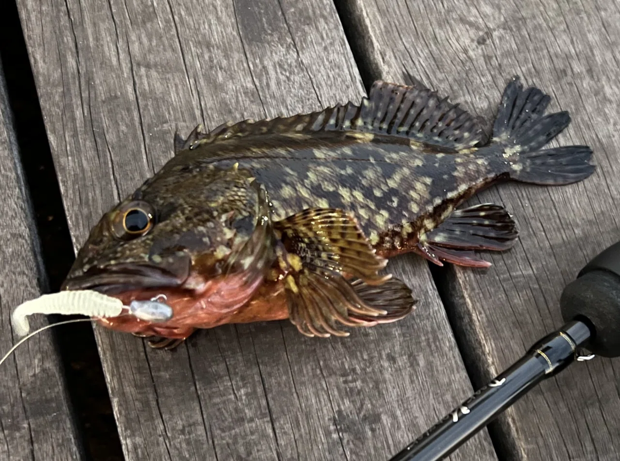 関東に淡水珍魚を求めて#4〜トウキョウのオヤニラミ〜｜GAKU