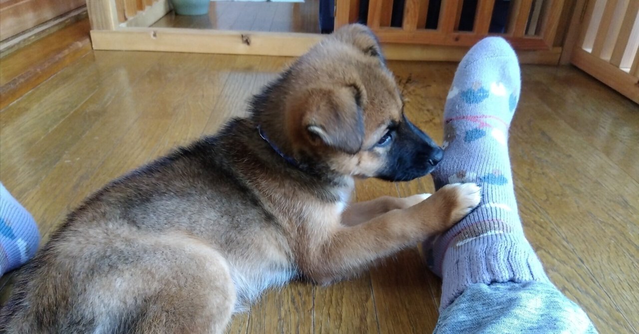 新しい子犬と過ごす最初の 30 日間