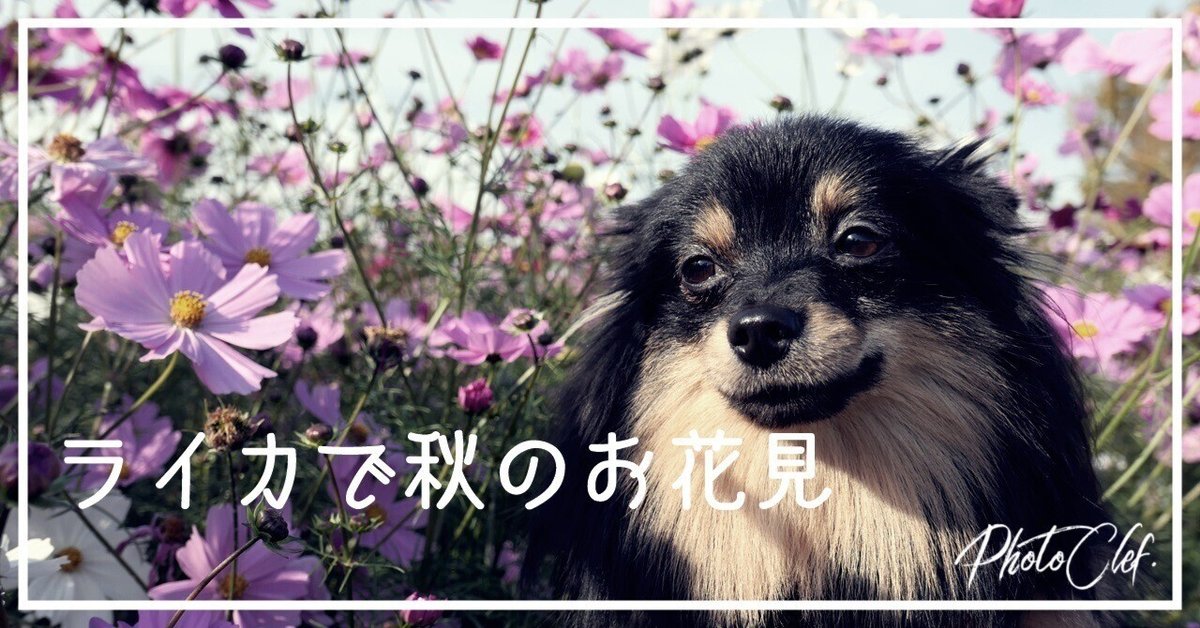 愛犬サンプル写真 Photo posted by 禦寒(@alice33021)