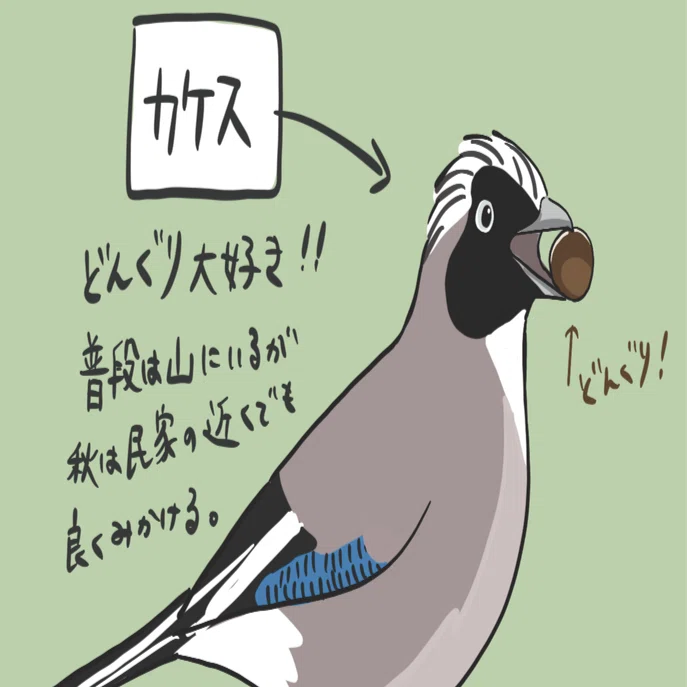 8、9月の野鳥観察記録の報告！日南町多里にはこんな鳥がいます！｜田