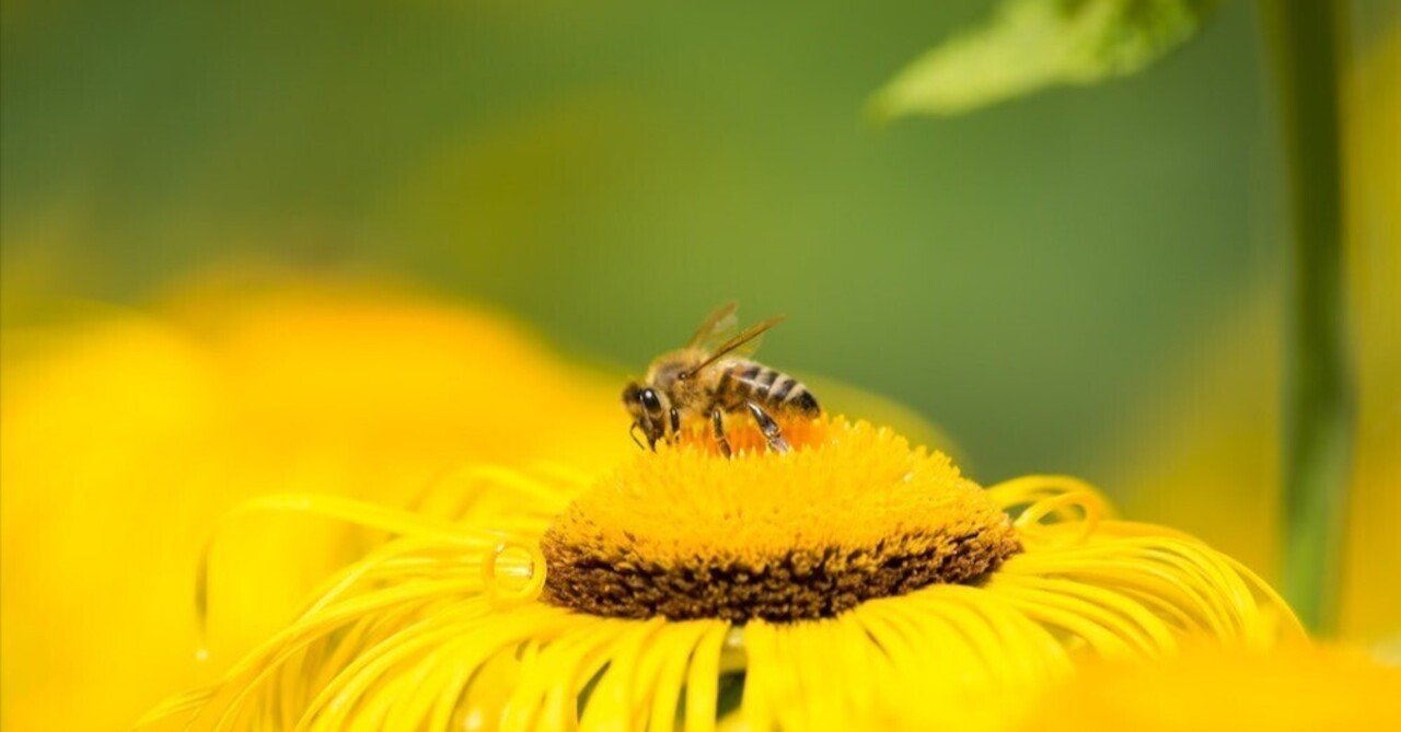 気候変動の影響でミツバチが絶滅しつつある