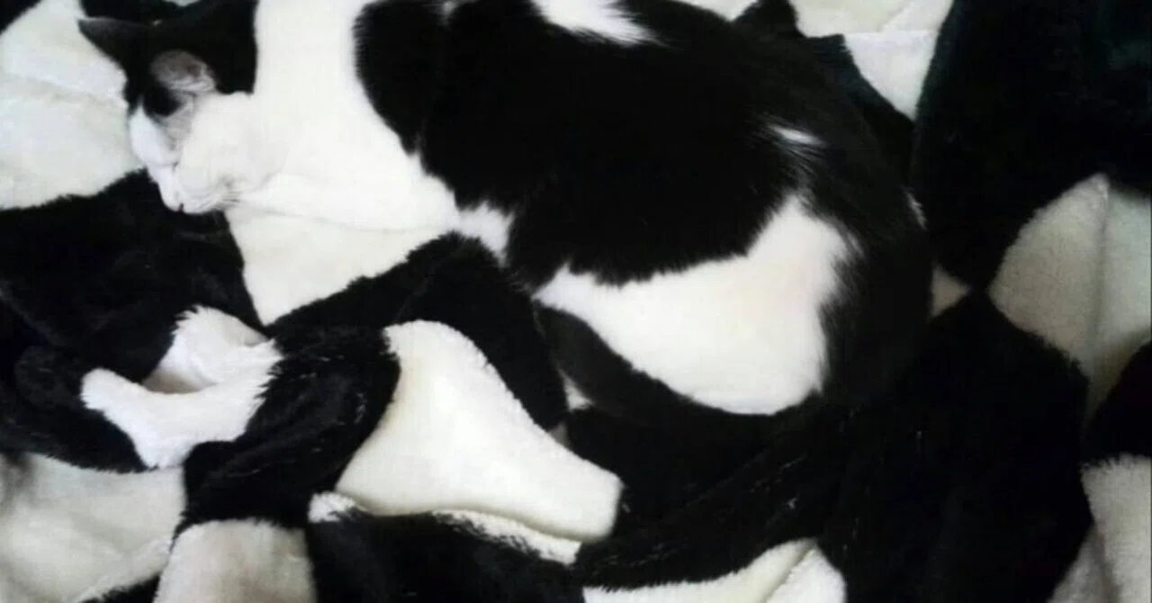 これは踏んでしまう】白黒模様の猫がチェック柄の毛布と完全に同化