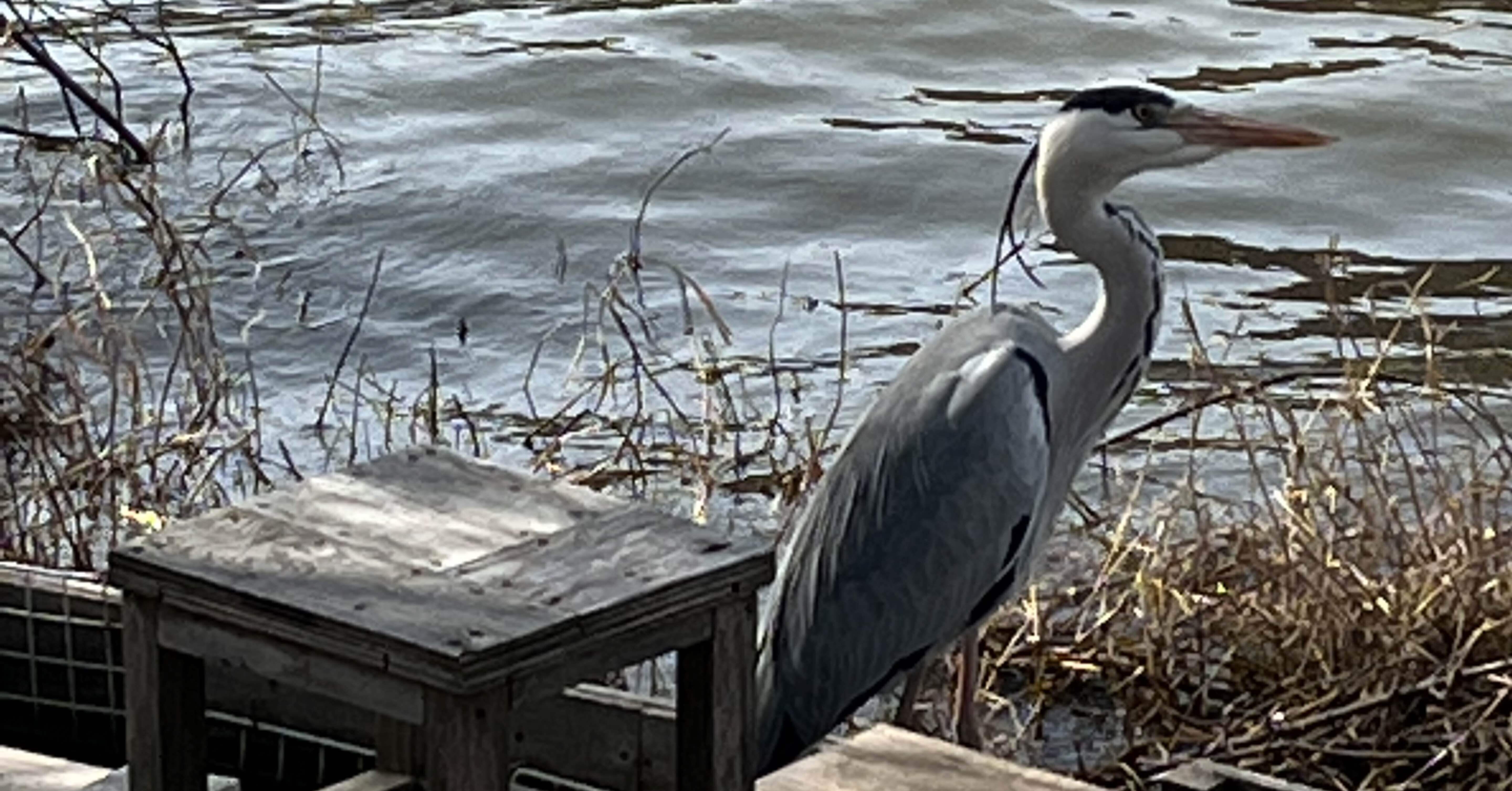 夢にも出てくるくらい好きな公園｜インウェイとスオイ