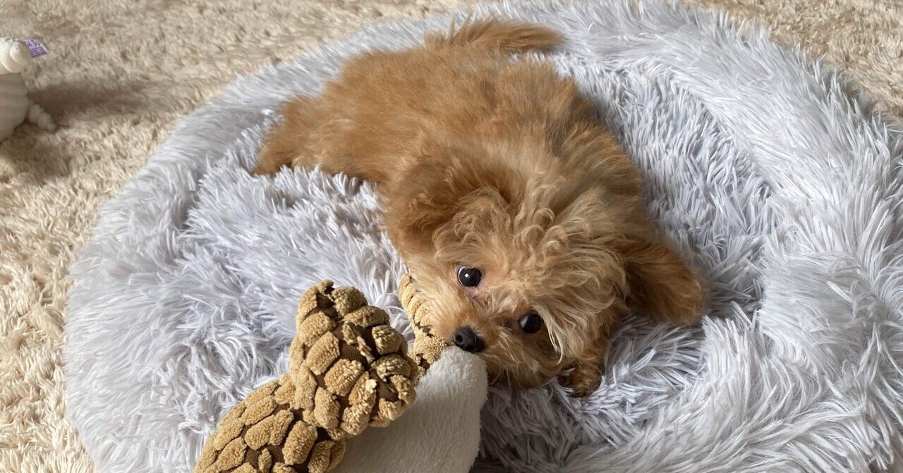 Amazonが保険代理店をついに。まずはペット保険を始めたのでうちの子の見積もりをしてみた結果...｜小坂 直之 / Naoyuki Kosaka