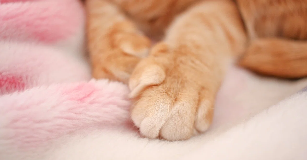 猫の手が可愛い！ その1｜猫写真家 猫田晃広（Akihiro Nekota）