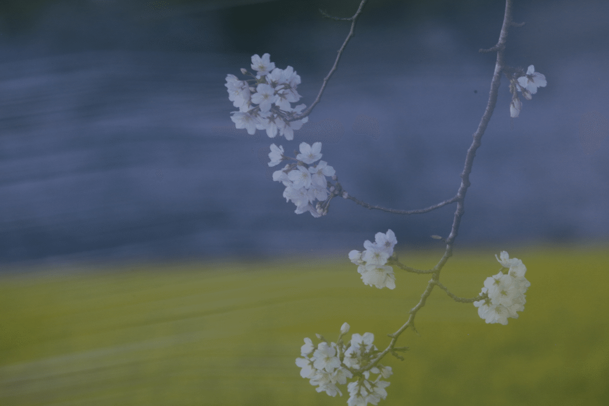 ボケの暴力。あるいはおとボケなレンズ。|nay ボケの暴力。あるいはおとボケなレンズ。|nay