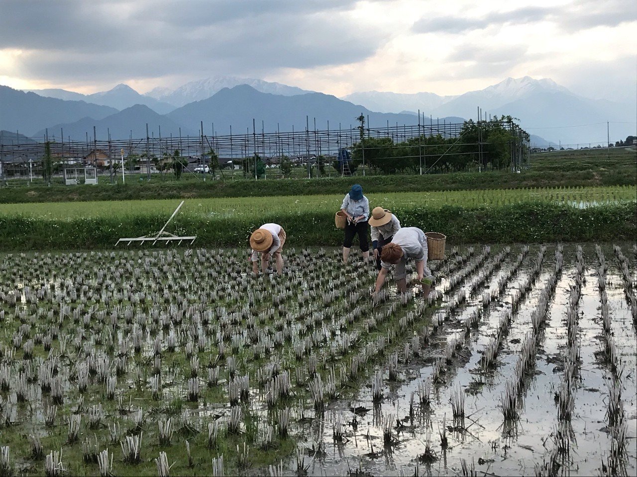 お花畑は何処にも生まれます Shanthi Usui Note