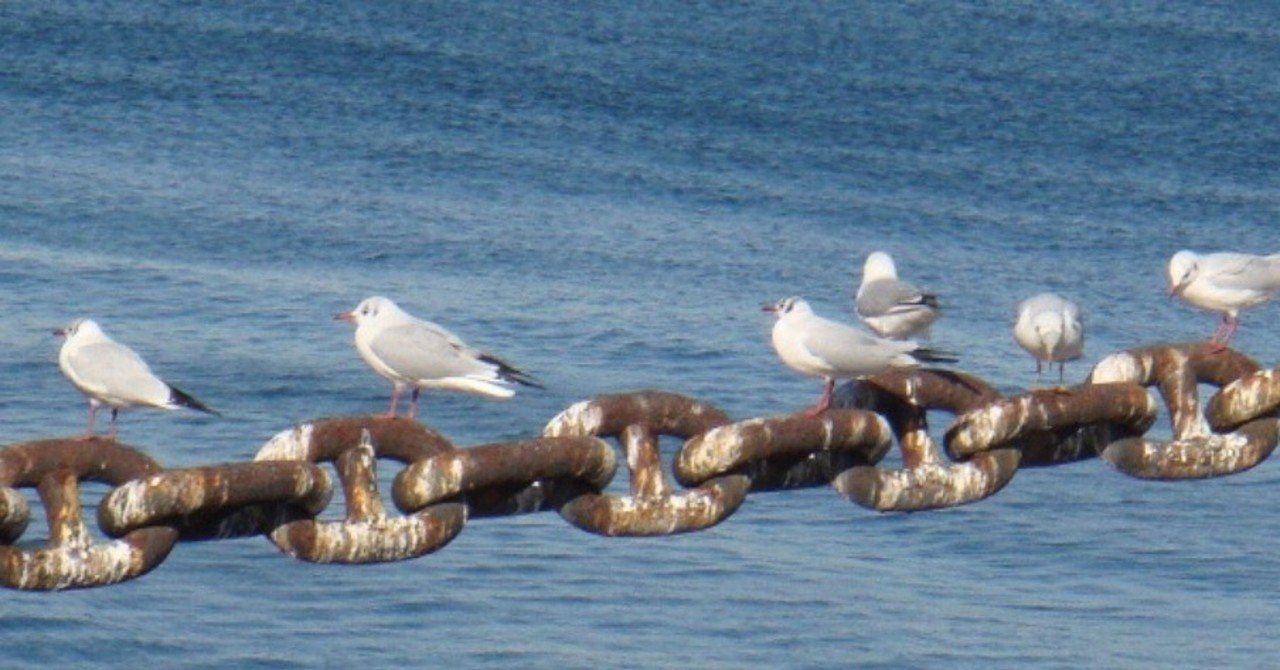 Blender(macOS/iOS)｜MITSUDA Tetsuo