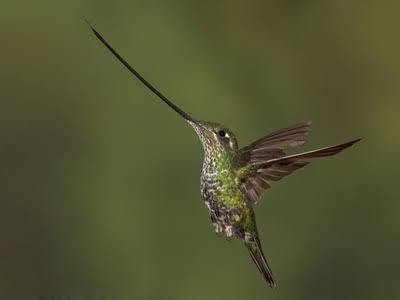 第270回 いろんな野鳥の世界記録｜翆野 大地
