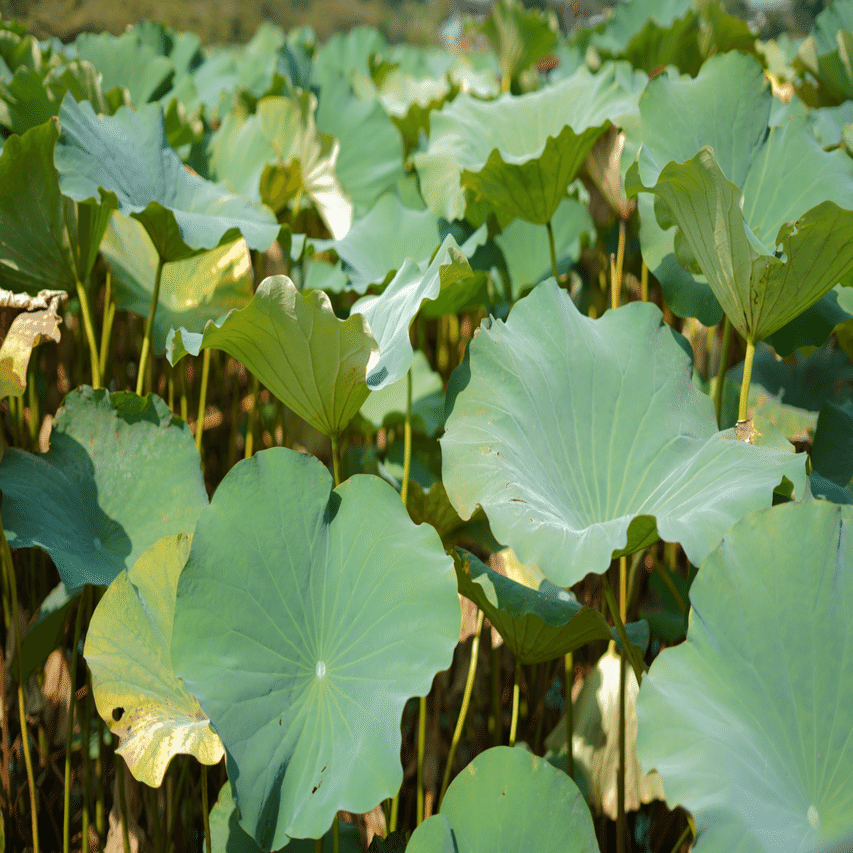 自由研究】 ハスの葉の観察｜りここ