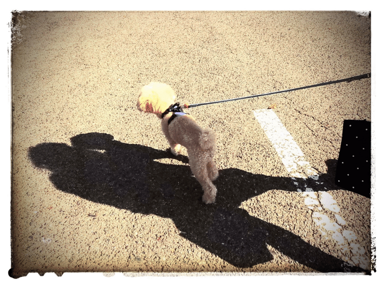 #chekievo #minicheki #cheki #retro #チェキ #チェキエボ #ミニチェキ #dog #stroll #犬 #散歩 #トイプードル #toypoodle #写真 #写真好き #photo #photography #photoart #photographer #hanaphotography #japan #目で歩く #instaflower #top_favorite_shot