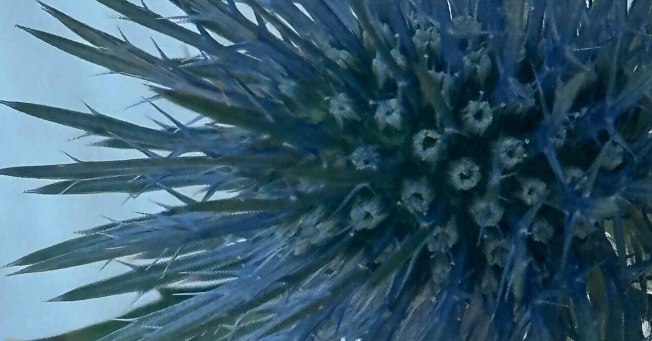 ERYNGIUM