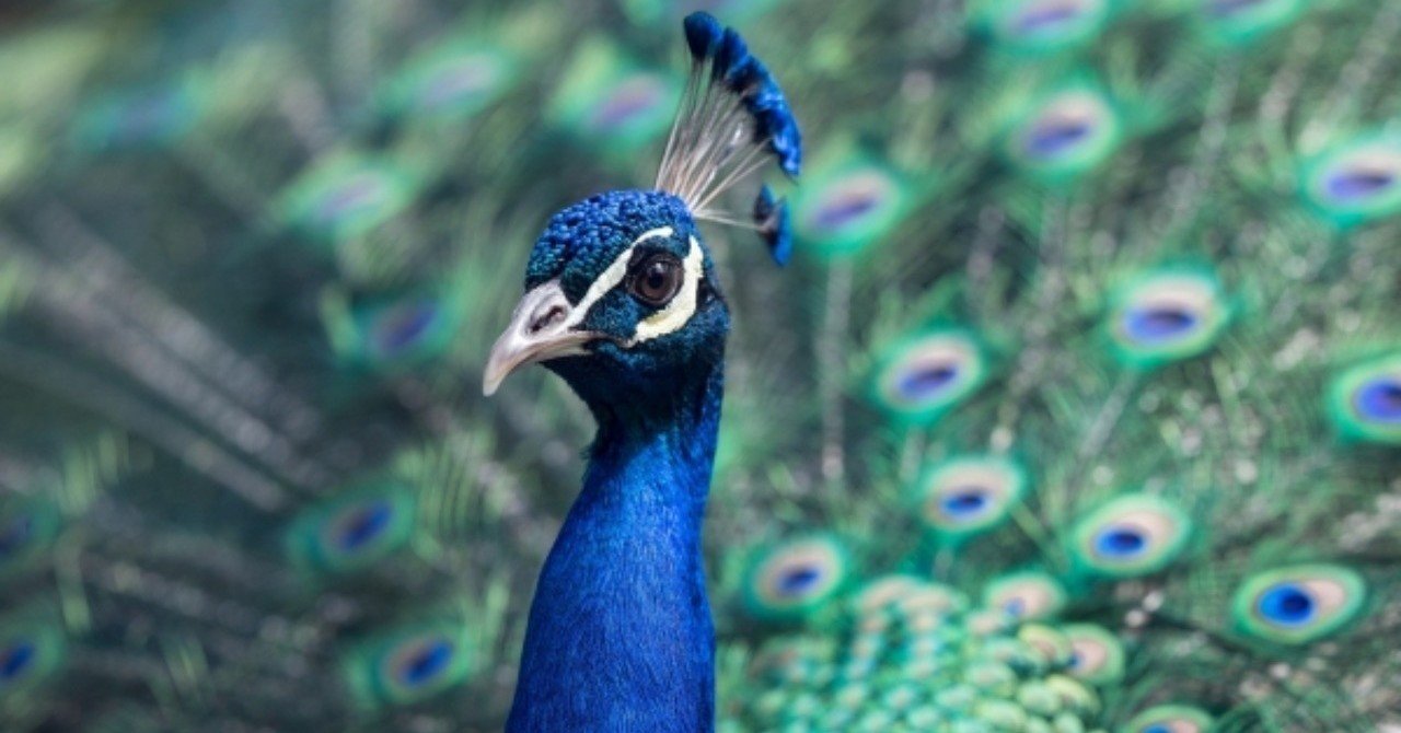 1 クジャク肉って食べれるの 美味しいの 捌いてみました 株式会社noblesse Oblige ノブレスオブリージュ Note 1 クジャク肉って食べれるの 美味しいの 捌いてみました 株式会社noblesse Oblige ノブレスオブリージュ Note