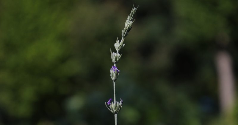 ヒロハラベンダー(Lavandula latifolia)の花言葉。