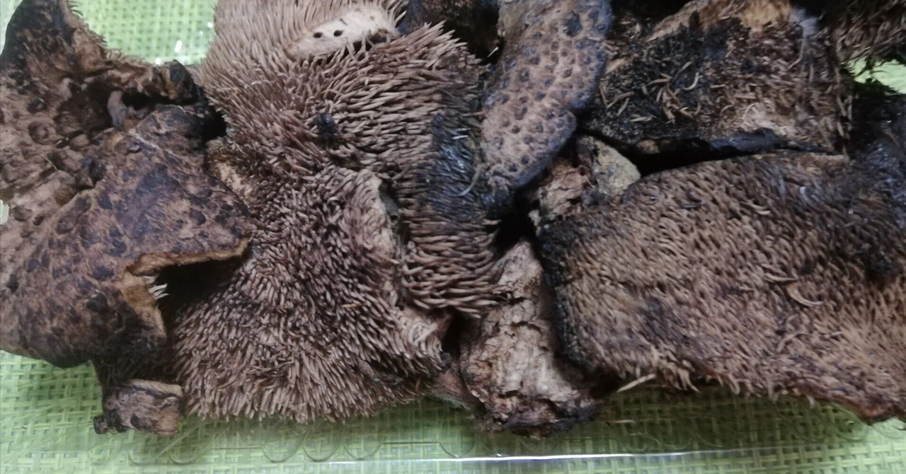 松茸と香茸 黒猫さま 専用 【公式通販】