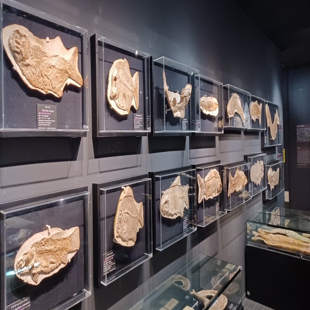 takaさんぽ【城西大学化石ギャラリー】｜taka