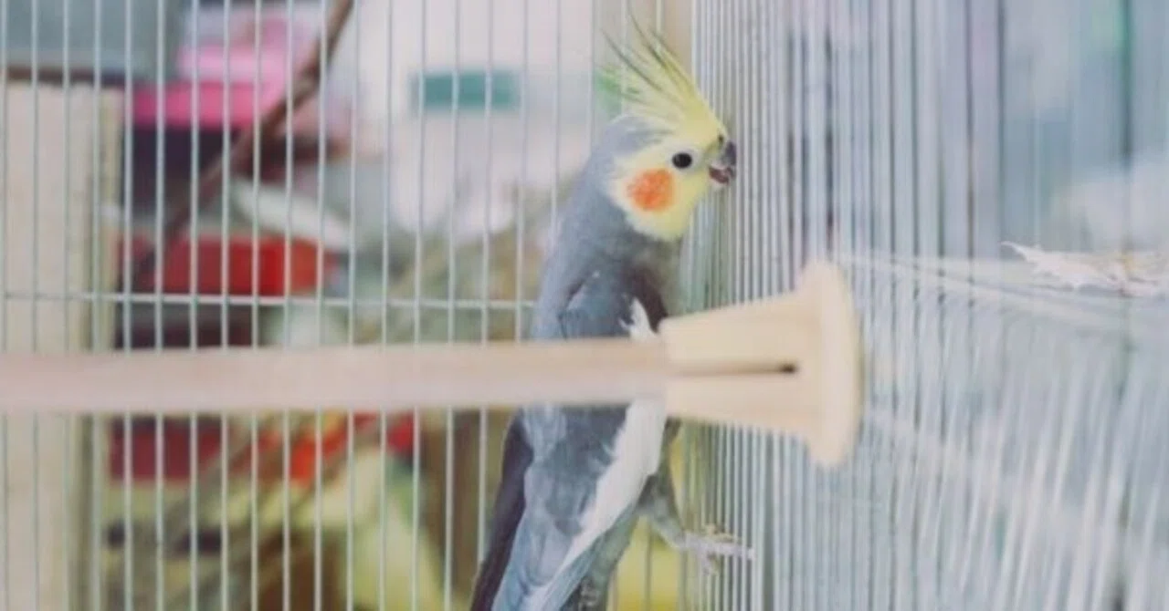 オカメインコにおすすめのケージを紹介｜桜文鳥のさくら