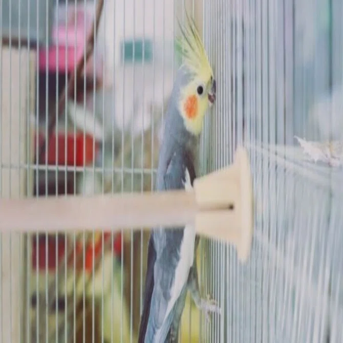 オカメインコ オカメインコにおすすめのケージを紹介｜桜文鳥のさくら