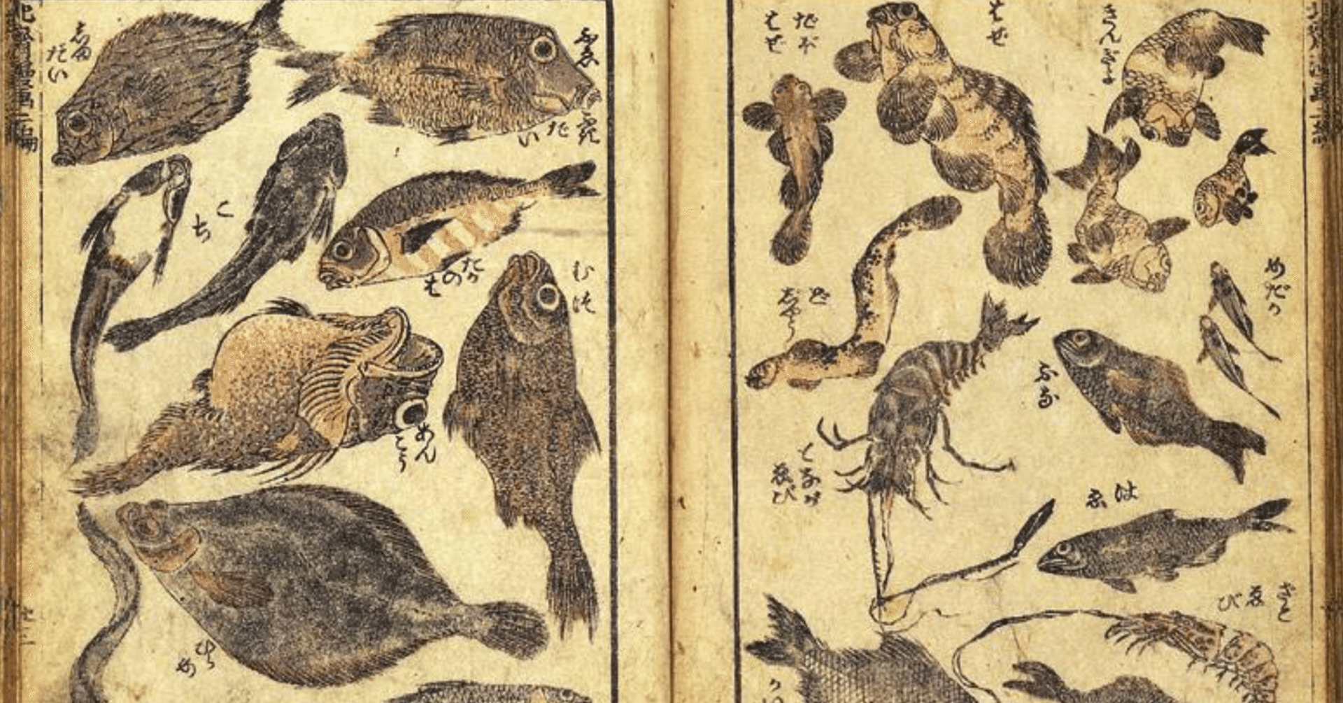 葛飾北斎はどうやって魚を描いたのか？｜fish_edo