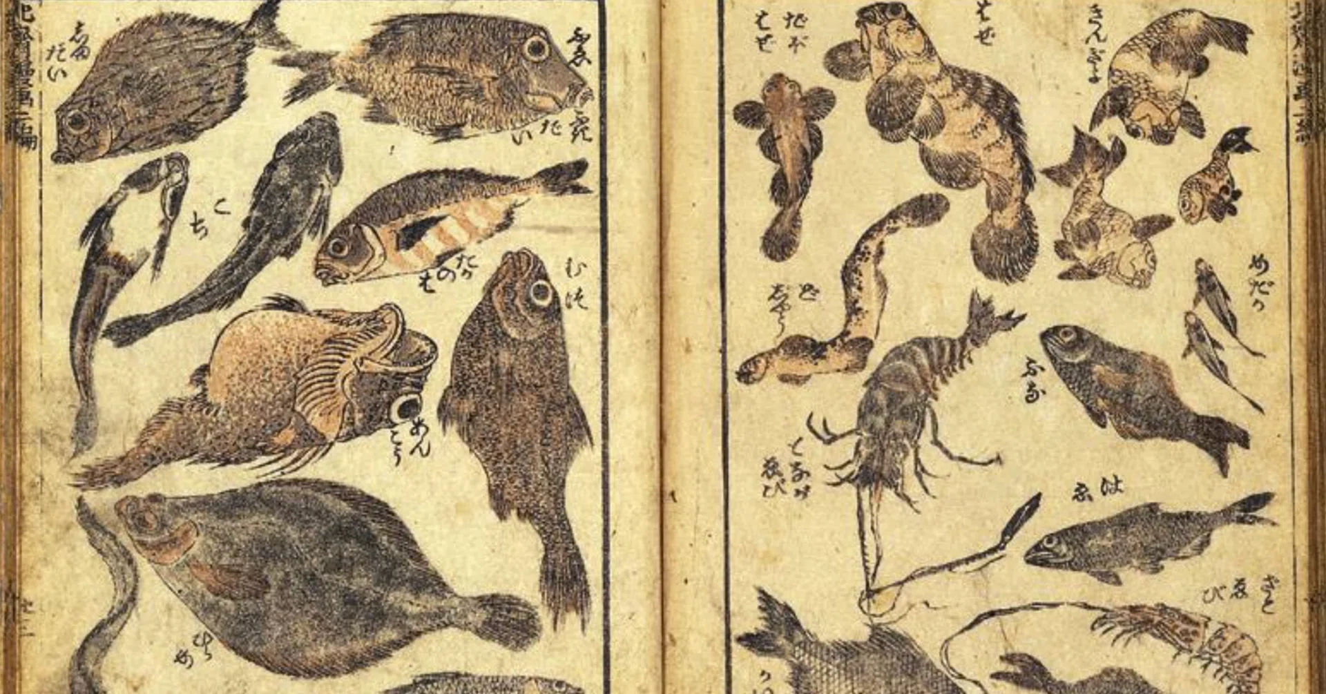 葛飾北斎はどうやって魚を描いたのか？｜fish_edo
