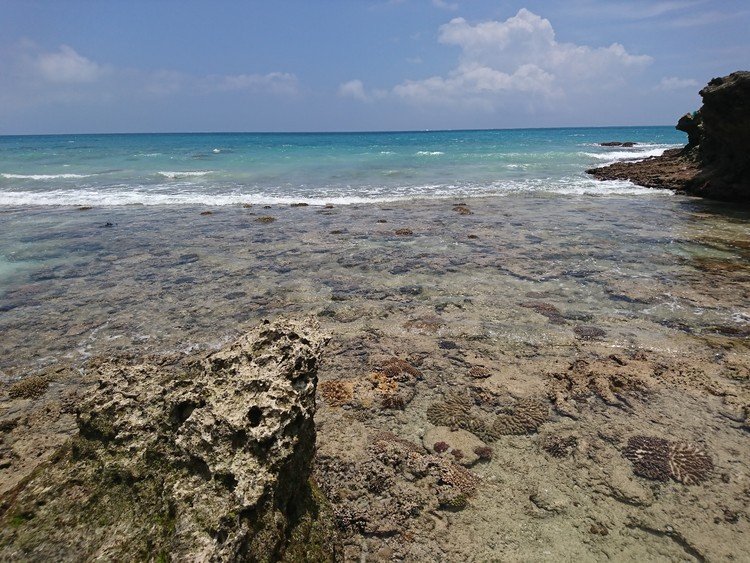 昨日の大潮。
某大手リゾート前の浜にて。
珊瑚もなにげに生きてる！