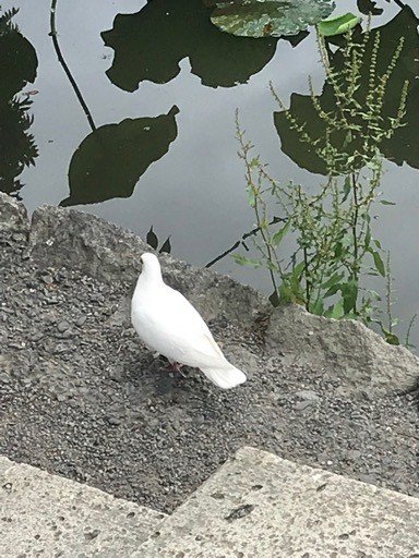 平和の象徴 白い鳩に会う Phytolc Note