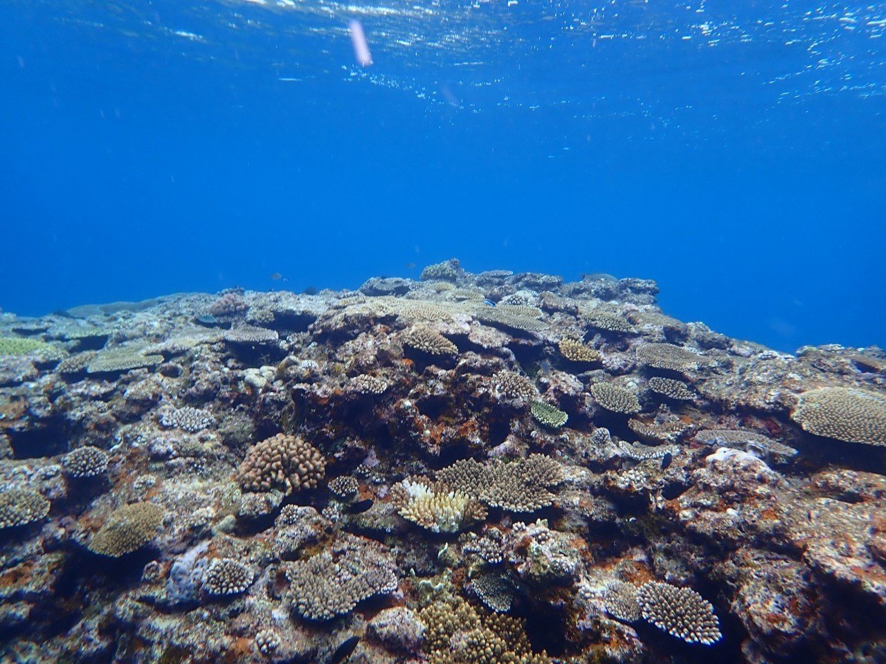 慶良間諸島で本物のサンゴ礁に触れる｜イノカ