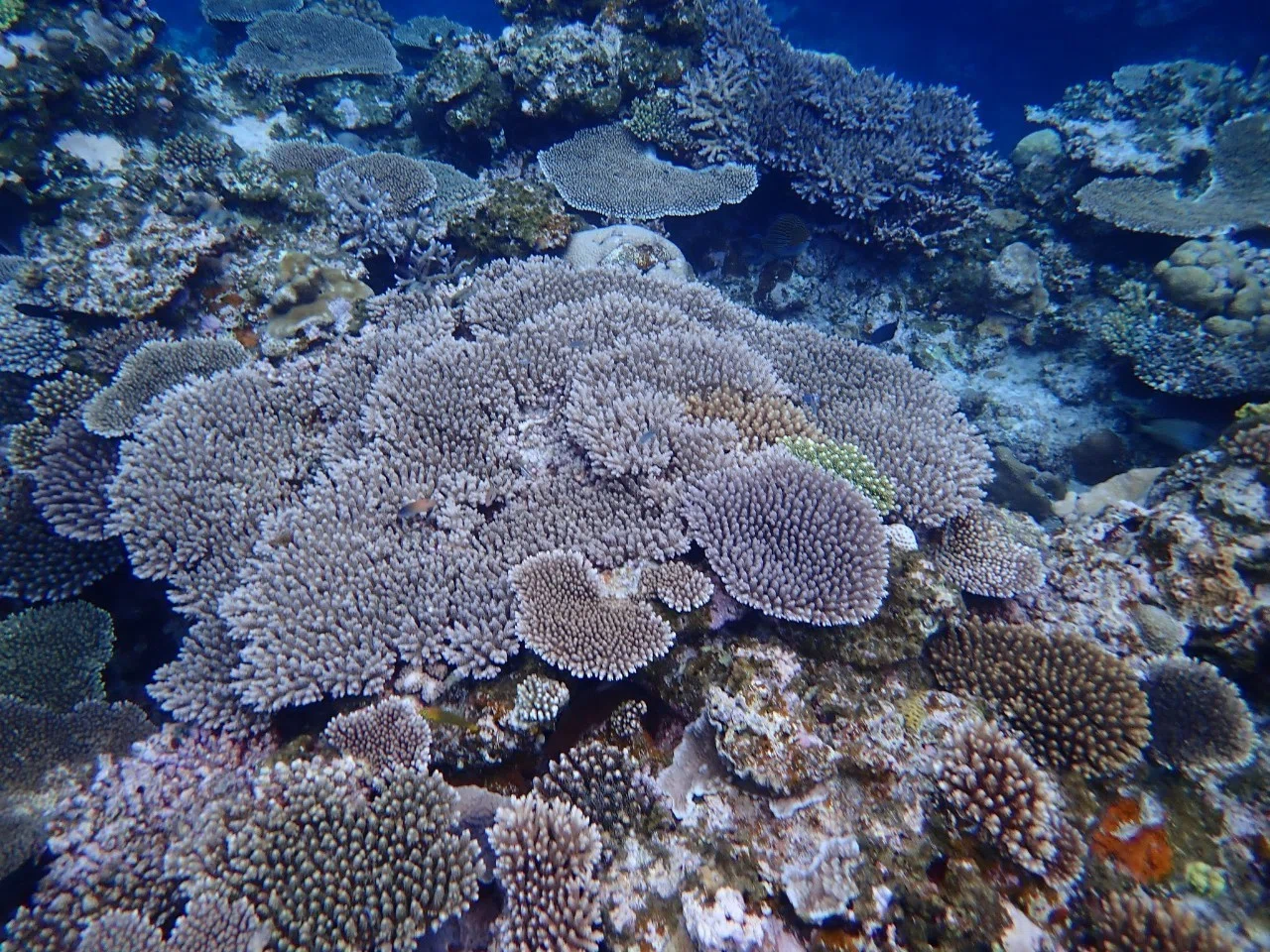 慶良間諸島で本物のサンゴ礁に触れる｜イノカ