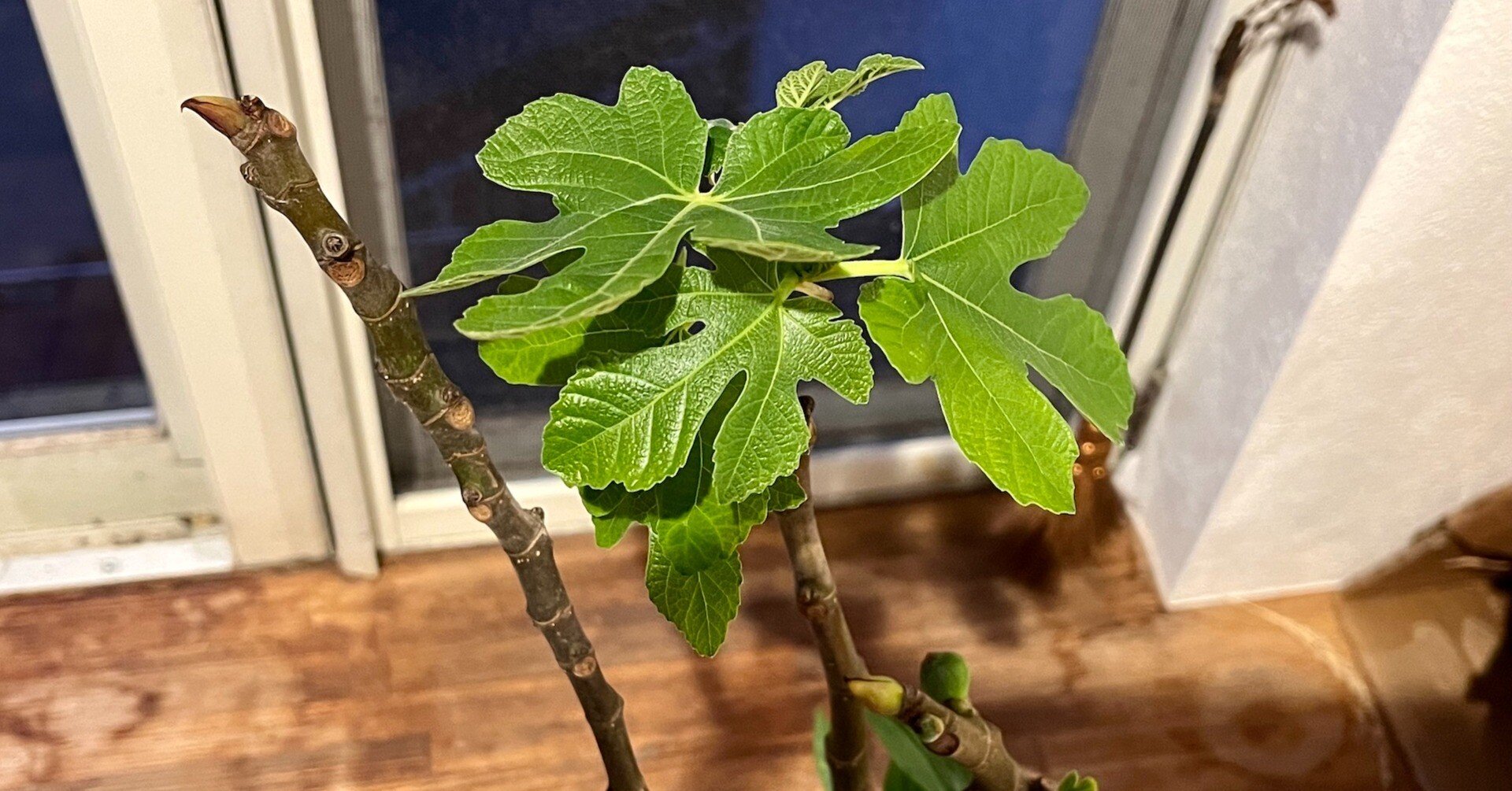 自然農】簡単♪イチジクの増やし方(挿し木の方法) [農業体験@神奈川