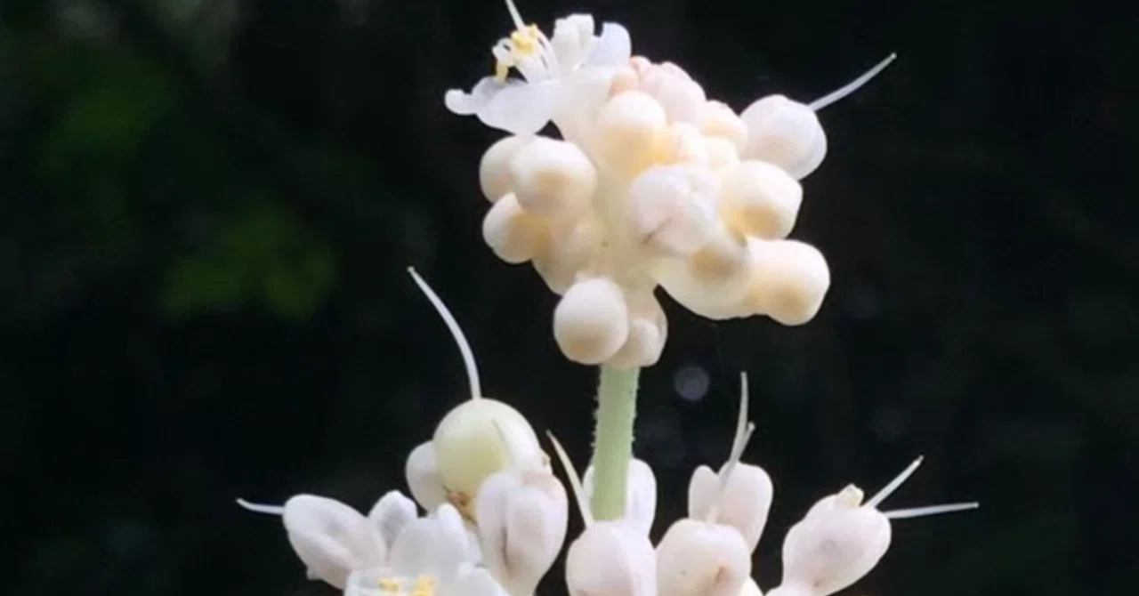 薮茗荷｜EGGSEED