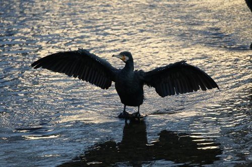 第273回 日本の黒ぽい野鳥 翆野 大地 Note 第273回 日本の黒ぽい野鳥 翆野 大地 Note