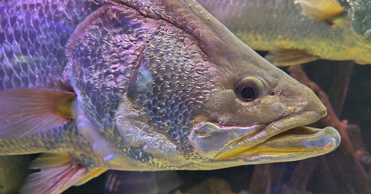 カラフルな熱帯魚 心がなごみます 【公式通販】