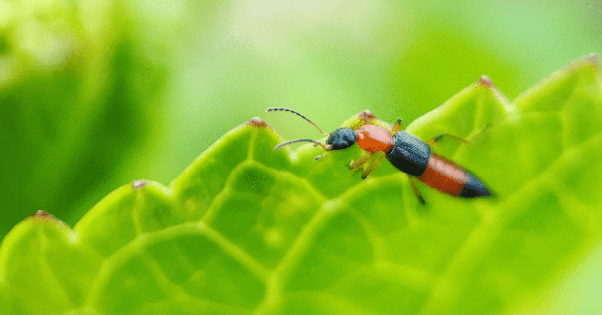 The Lost Universe 古代の巨大昆虫③超怖い巨大昆虫（閲覧注意）｜美原